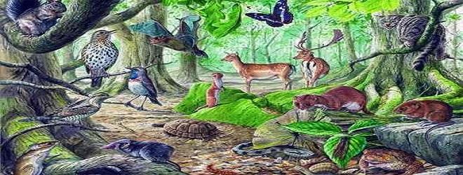 Banner florestas-biomas-e-biodiversidade